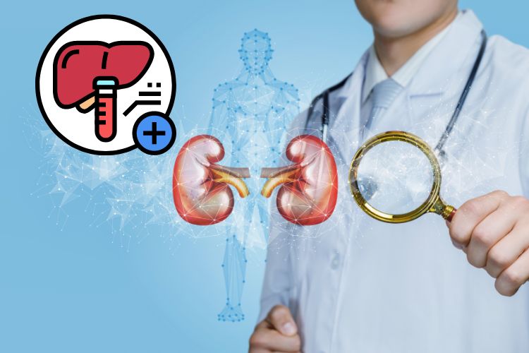 1. Damaging Effects on Kidney and Liver Function?