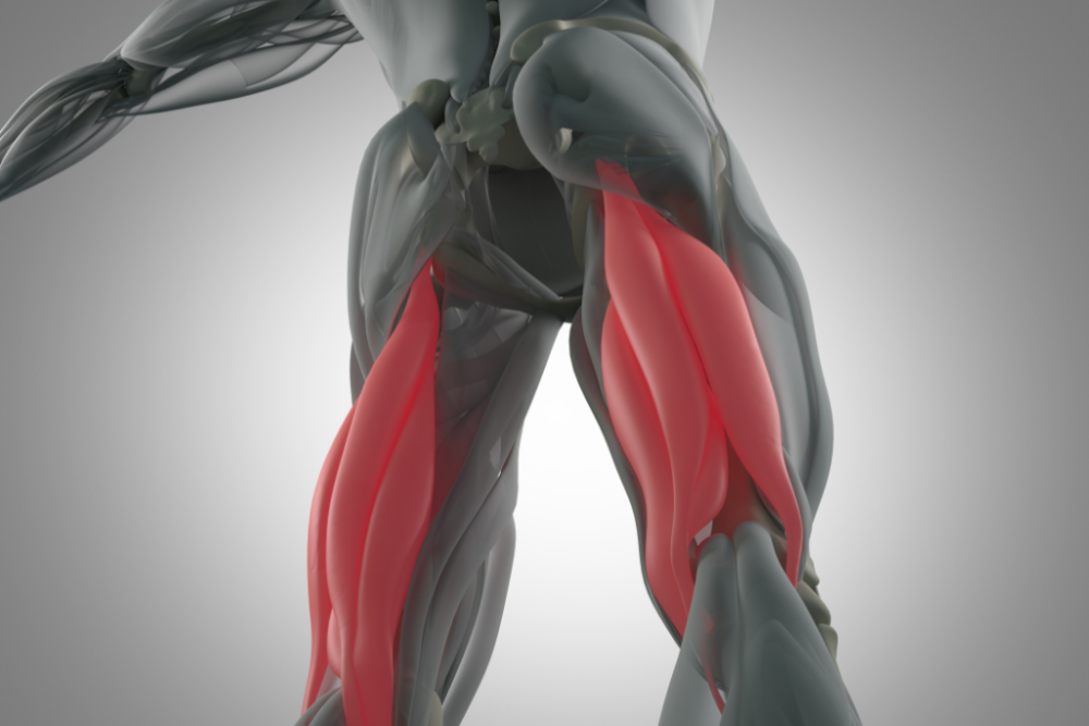 Highlighted hamstrings on legs