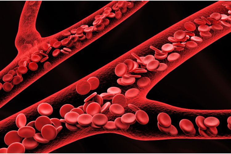 The Importance of Vitamin B12 and Folic Acid for Healthy Red Blood Cells & the Nervous System